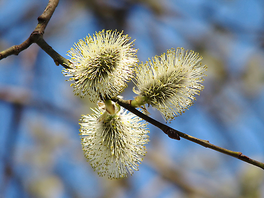 포토 JPG 해외이미지 나무 식물 공원 꽃 자연 하늘 사람없음 파란색 햇빛 노란색 봄 나뭇가지 개화 숲 4월 5월 꽃가루 부드러움 솜털 해외포토 계절 공공시설 컬러 태양 감각 날짜 가루 생태계 파일형식 이미지허브