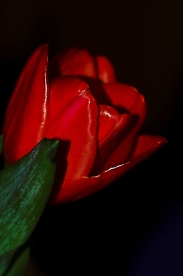 포토 JPG 해외이미지 식물 꽃 사람없음 초록색 태양 노란색 검은색 봄 튤립 흰색 5월 고립 넘어짐 해외포토 자연요소 계절 컬러 모션 날짜 파일형식 이미지허브