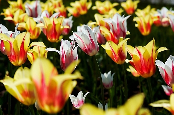 포토 JPG 해외이미지 식물 꽃 사람없음 초록색 태양 노란색 검은색 봄 튤립 흰색 5월 고립 넘어짐 해외포토 자연요소 계절 컬러 모션 날짜 파일형식 이미지허브