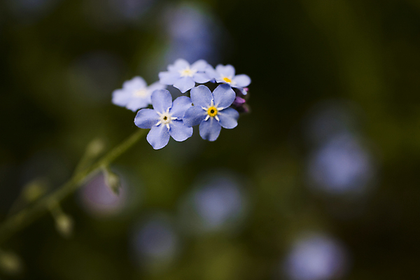 포토 JPG 해외이미지 계절 꽃잎 꽃 분홍색 하늘색 백그라운드 잎 사람없음 초록색 파란색 갈색 정원 봄 들꽃 벚꽃 흰색 원예 부드러움 폴란드 해외포토 식물 유럽 컬러 취미 감각 파일형식 이미지허브