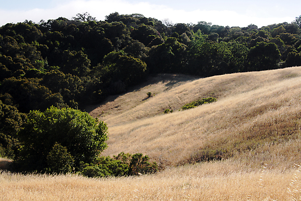 포토 JPG 해외이미지 나무 백그라운드 곡선 건조 풍경 잔디 사람없음 여름 황금 캘리포니아 슬로프 해외포토 식물 계절 선 스키장 미국 파일형식 이미지허브