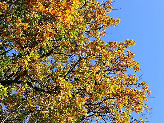 포토 JPG 해외이미지 나무 잎 오렌지 하늘 사람없음 노란색 해외포토 식물 컬러 과일 파일형식 이미지허브