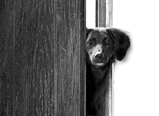 포토 JPG 해외이미지 동물 포유류 자연 털 실내 사람없음 반려동물 갈색 문 개 강아지 송곳니 경보 동반자 충실 해외포토 컬러 내부 치아 생태계 파일형식 이미지허브