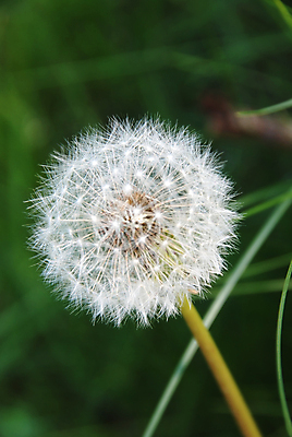 포토 JPG 해외이미지 식물 계절 꽃 시계 꽃무늬 밭 자연 사람없음 초록색 농장 환경 봄 민들레 내추럴 해외포토 컬러 무늬 농업 생태계 파일형식 이미지허브