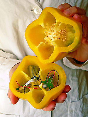 포토 JPG 해외이미지 음식 채소 과일 미래 관리 사람없음 노란색 주방 칼 맛 매움 전자 후추 해외포토 컬러 컨셉 향신료 파일형식 이미지허브