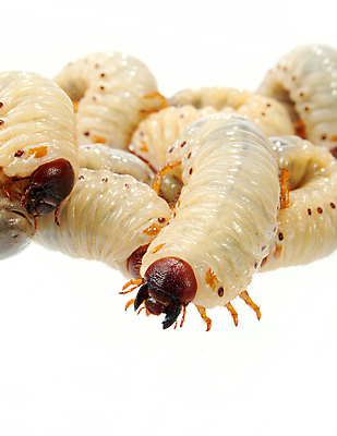 포토 JPG 해외이미지 동물 음식 곤충 학교 자연 낚시 사람없음 둥지 딱정벌레 애벌레 미끼 식민지 끈적임 해외포토 교육 레저 벌레 생태계 파일형식 이미지허브