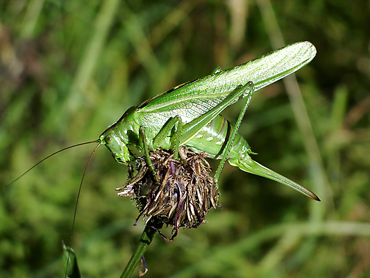포토 JPG 해외이미지 식물 동물 계절 꽃 곤충 백그라운드 잎 꽃무늬 밭 날개 자연 초원 사람없음 야외 초록색 여름 뷰티 환경 정원 벚꽃 시골 개화 닫기 큼 허브 원예 메뚜기 내추럴 생태학 양발 해외포토 교육 컬러 무늬 농업 모션 취미 크기 생태계 파일형식 이미지허브