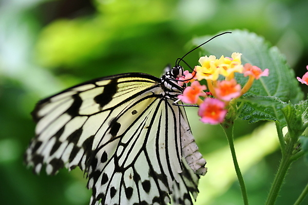 포토 JPG 해외이미지 식물 꽃 나비 곤충 패턴 자연 사람없음 빛 뷰티 노란색 정원 흰색 해외포토 동물 컬러 무늬 생태계 파일형식 이미지허브