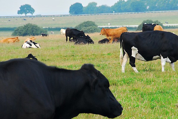 포토 JPG 해외이미지 사람없음 농장 소고기 시골 소 밭일 해외포토 농업 포유류 육류 파일형식 이미지허브