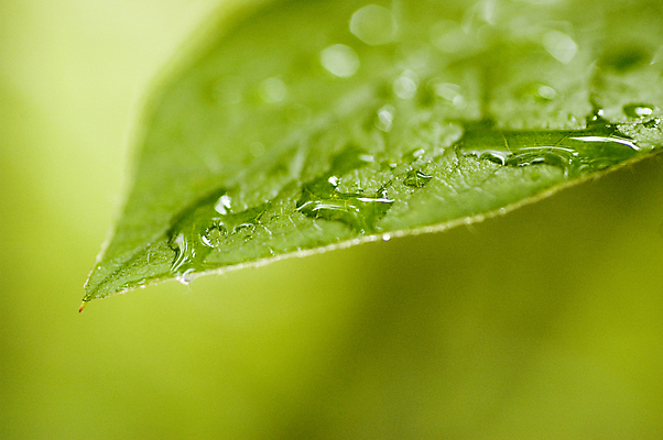 포토 JPG 해외이미지 백그라운드 패턴 공장 자연 사람없음 가로 초록색 물 컬러풀 한개 젖음 떨어짐 계획 이슬 작음 환경보전 유기농 개성 심기 해외포토 자연요소 1 웰빙 컬러 컨셉 무늬 공업 모션 크기 사회이슈 생태계 파일형식 이미지허브