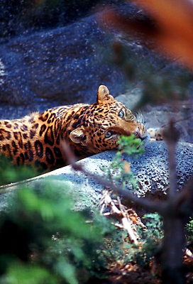 포토 JPG 해외이미지 동물 포유류 사람없음 고양이 육식동물 표범 해외포토 반려동물 파일형식 이미지허브