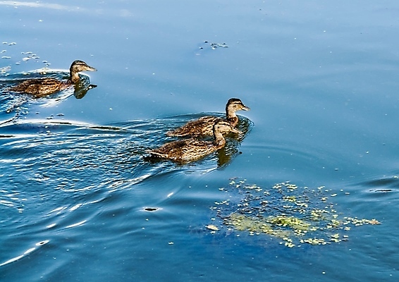 포토 JPG 해외이미지 동물 호수 야생동물 날개 모션 자연 조류 오리 사람없음 장식 물 파란색 강 반사 갈색 수영 자유 그룹 깃털 리더 부리 거위 무료 잔물결 착륙 해외포토 자연요소 물결 컬러 컨셉 수상스포츠 생태계 파일형식 이미지허브