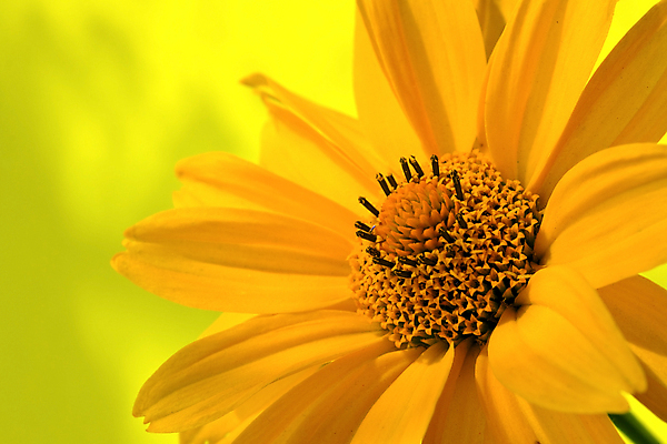 포토 JPG 해외이미지 식물 디자인 꽃잎 꽃 백그라운드 잎 꽃무늬 패턴 채소 자연 씨앗 사람없음 장식 햇빛 태양 뷰티 약 노란색 머리 정원 성장 벚꽃 원형 닫기 수분 싱글 질감 꽃가루 내추럴 꽃수술 해외포토 자연요소 도형 컬러 무늬 의학 모션 신체부위 가루 생태계 파일형식 이미지허브