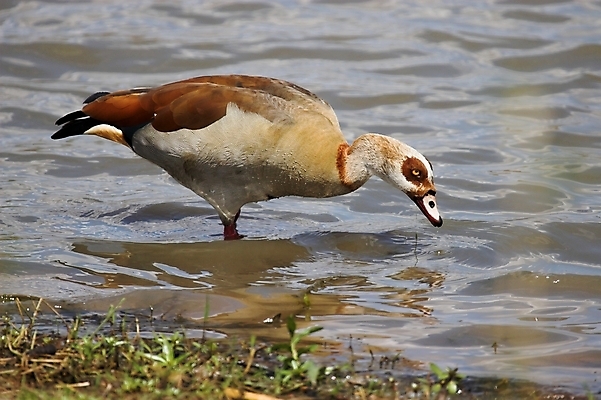 포토 JPG 해외이미지 동물 야생동물 패턴 발 아프리카 자연 조류 이집트 사람없음 물 반사 사파리 깃털 부리 거위 물갈퀴 해외포토 자연요소 나라 무늬 신체부위 생태계 파일형식 이미지허브