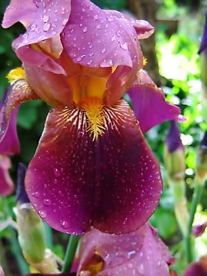 포토 JPG 해외이미지 식물 꽃잎 꽃 백그라운드 잎 자연 사람없음 야외 초록색 태양 뷰티 정원 보라색 봄 젖음 벚꽃 떨어짐 이슬 빗방울 제비꽃 붓꽃 해외포토 자연요소 계절 컬러 컨셉 비_날씨 생태계 파일형식 이미지허브
