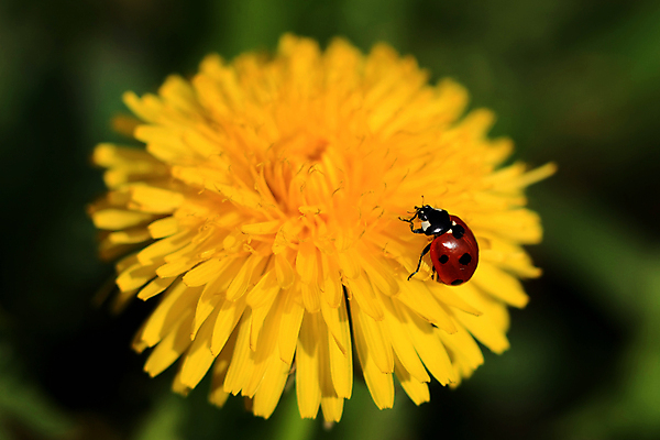 포토 JPG 해외이미지 식물 동물 꽃잎 꽃 곤충 백그라운드 잎 꽃무늬 자연 하늘 안테나 초원 사람없음 야외 장식 빨간색 여름 뷰티 노란색 환경 검은색 봄 흰색 점 벌레 작음 민들레 딱정벌레 묘사 싱글 무당벌레 생태학 해외포토 계절 교육 컬러 무늬 통신 크기 생태계 파일형식 이미지허브