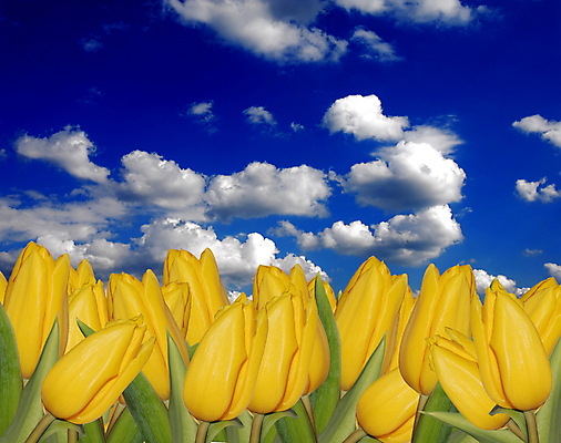 포토 JPG 해외이미지 식물 구름 계절 꽃잎 꽃 줄기 백그라운드 꽃무늬 밭 농업 전구 자연 하늘 날씨 풍경 잔디 사람없음 초록색 파란색 뷰티 노란색 우주 정원 침묵 봄 활발 튤립 달력 성장 벚꽃 시골 신선 양념 변화 4월 원예 정중 해외포토 자연요소 산업 컬러 컨셉 무늬 취미 소리 날짜 생태계 파일형식 이미지허브