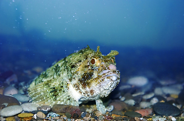 포토 JPG 해외이미지 동물 응시 야생동물 파도 바다 패턴 자연 항해 어류 사람없음 물 파란색 뷰티 검은색 사진촬영 수중 거품 외계인 만 산호 큼 다이빙 암초 수족관 깊이 다시마 몬스터 섬광 해외포토 자연요소 시선 컬러 무늬 배_교통 촬영 수영 수중동물 미확인물체 해조류 자포동물 크기 생태계 수중스포츠 파일형식 이미지허브