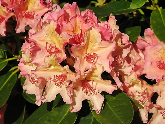 포토 JPG 해외이미지 식물 꽃 사람없음 정원 벚꽃 개화 진달래 관목 원예 해외포토 나무 취미 파일형식 이미지허브