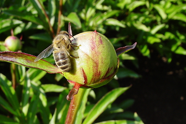 포토 JPG 해외이미지 꽃 곤충 사람없음 꿀 작약 해외포토 식물 동물 파일형식 이미지허브