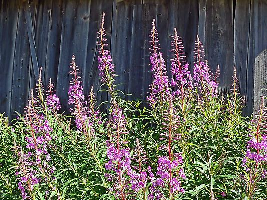포토 JPG 해외이미지 식물 꽃잎 꽃 꽃다발 백그라운드 꽃무늬 자연 사람없음 초록색 뷰티 정원 봄 벚꽃 개화 해외포토 계절 컬러 무늬 생태계 파일형식 이미지허브