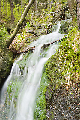 포토 JPG 해외이미지 나무 자연 산 이끼 사람없음 초록색 물 강 달리기 봄 흐름 나뭇가지 개울 붓기 해외포토 자연요소 식물 계절 컬러 컨셉 모션 생태계 파일형식 이미지허브