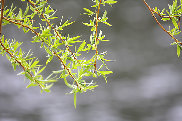 포토 JPG 해외이미지 나무 식물 계절 호수 백그라운드 자연 사람없음 야외 초록색 물 우주 정원 검은색 어둠 봄 연못 버드나무 원예 내추럴 블러 카피스페이스 해외포토 자연요소 컬러 취미 공백 생태계 파일형식 이미지허브