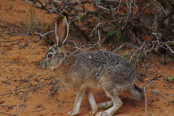 포토 JPG 해외이미지 동물 야생동물 포유류 사람없음 토끼 동물상 해외포토 반려동물 조형물 파일형식 이미지허브