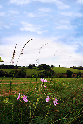 포토 JPG 해외이미지 나무 식물 계절 꽃 백그라운드 겨울 밭 농업 자연 하늘 휴가 사람없음 야외 초록색 파란색 농작물 뷰티 농장 농경지 환경 봄 추위 흰색 농촌 시골 방목 언덕 환경보전 장면 아일랜드 밭일 수평선 해외포토 유럽 산업 컬러 축산업 사회이슈 생태계 파일형식 이미지허브
