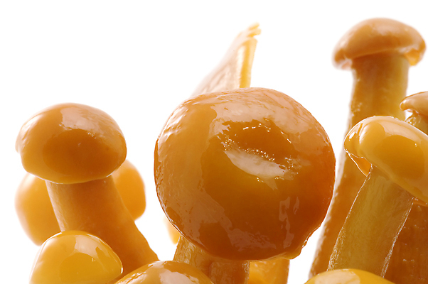 포토 JPG 해외이미지 줄기 조각 자연 손잡이 사람없음 갈색 버섯 껍질 흰색 독약 숲 옷걸이 굽기 먹기 피클 헛간 캡모자 해외포토 식물 모자_잡화 컬러 모션 구이 생태계 저장고 절임 파일형식 이미지허브