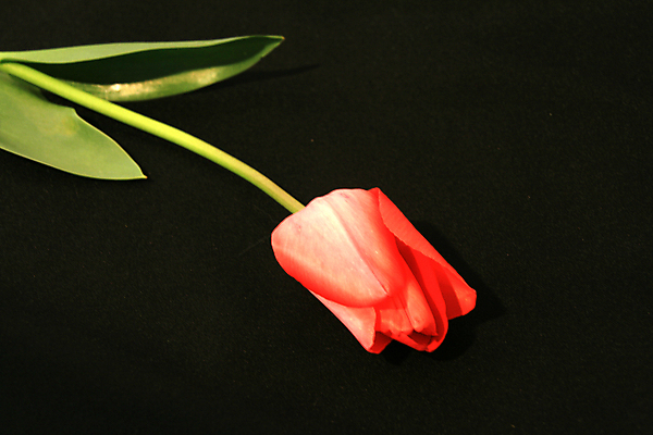 포토 JPG 해외이미지 한송이 실내 사람없음 튤립 해외포토 1 꽃 내부 송이 파일형식 이미지허브