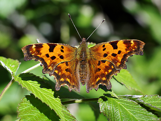 포토 JPG 해외이미지 식물 동물 꽃 야생동물 나비 곤충 백그라운드 날개 오렌지 자연 날리기 사람없음 야외 초록색 여름 파란색 컬러풀 갈색 환경 검은색 자유 점 닫기 앨범 꿀 나방 내추럴 생태학 해외포토 계절 교육 컬러 컨셉 과일 모션 생태계 파일형식 이미지허브