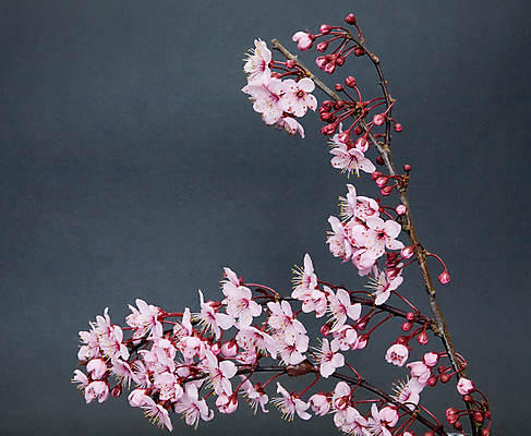 포토 JPG 해외이미지 나무 꽃 분홍색 자연 사람없음 봄 나뭇가지 체리 해외포토 식물 계절 컬러 과일 생태계 파일형식 이미지허브