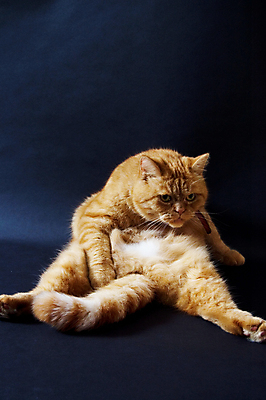 포토 JPG 해외이미지 동물 응시 자연 주택 사람없음 빨간색 농장 라벨 고양이 위치 해외포토 시선 컬러 농업 포유류 프레임 건물 반려동물 생태계 파일형식 이미지허브