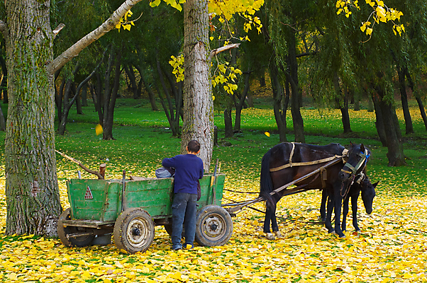 포토 JPG 해외이미지 나무 동물 계절 공원 잎 포유류 교통시설 자연 소년 사람없음 야외 가로 초록색 노란색 침묵 카트 수확 시골 바퀴 황금 숲 방목 복고 장면 마차 망아지 옛날 찰과상 해외포토 식물 공공시설 남자 어린이 새끼 교통수단 컬러 교통 농업 소리 말_동물 축산업 상처 시설 생태계 파일형식 이미지허브