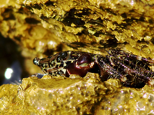 포토 JPG 해외이미지 동물 바다 자연 사람없음 갈색 듣기 암초 해외포토 컬러 모션 생태계 파일형식 이미지허브