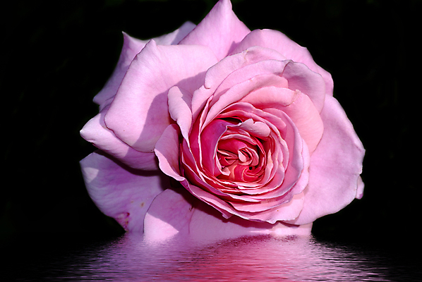 포토 JPG 해외이미지 디자인 꽃잎 꽃 분홍색 백그라운드 꽃무늬 곡선 오렌지 자연 추상 발렌타인데이 미술 사람없음 빨간색 뷰티 장미 머리 흐름 벚꽃 뜨거움 우아함 닫기 정상 묘사 오브젝트 만족 싱글 질감 심플 열정 부드러움 기념물 깊이 취급주의 해외포토 식물 감정 선 컬러 컨셉 무늬 과일 모션 데이이벤트 문화예술 경고 신체부위 감각 생태계 파일형식 이미지허브