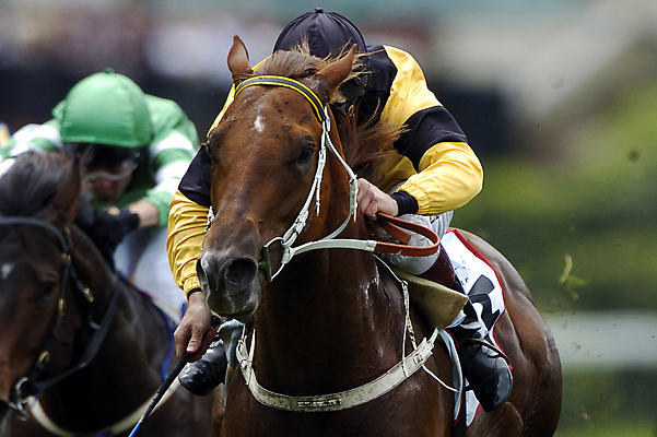 포토 JPG 해외이미지 동물 스포츠 포즈 사람없음 경쟁 레이싱 위험 흥분 해외포토 감정 컨셉 시합 파일형식 이미지허브