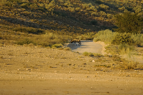 포토 JPG 해외이미지 나무 식물 동물 야생동물 포유류 아프리카 자연 초식동물 사슴 건조 풍경 사람없음 걷기 달러 검은색 산책 사막 게임 황무지 사파리 싱글 영양 장면 가뭄 동물상 혼자 해외포토 나라 컬러 돈 모션 놀이 날씨 휴식 조형물 생태계 파일형식 이미지허브