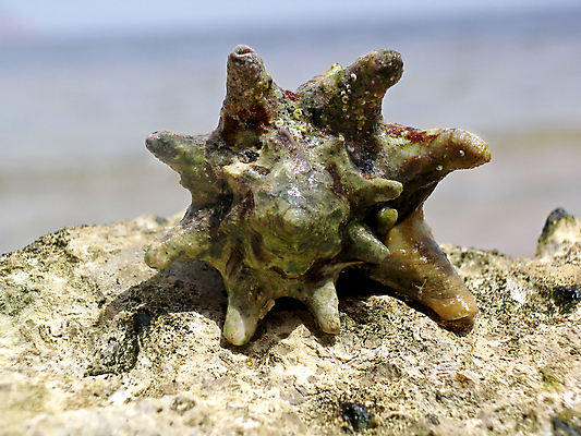 포토 JPG 해외이미지 동물 손 모래 바다 백그라운드 휴가 연체동물 사람없음 물 갈색 껍질 닫기 소금 대칭 해외포토 자연요소 컬러 모션 무척추동물 신체부위 파일형식 이미지허브