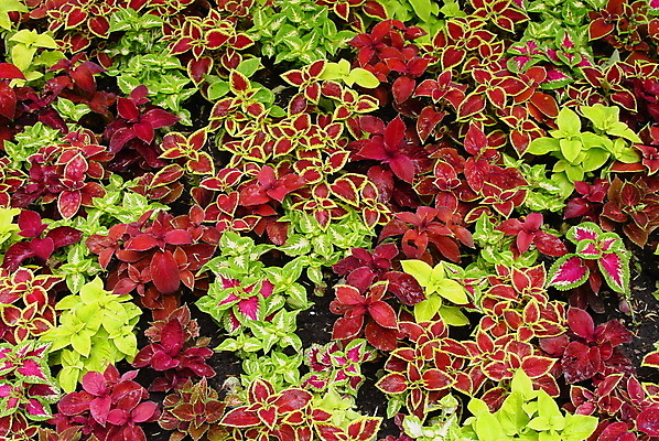 포토 JPG 해외이미지 잎 패턴 표면 사람없음 컬러풀 해외포토 식물 컬러 무늬 파일형식 이미지허브