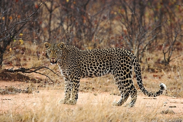 포토 JPG 해외이미지 주간 나무 한마리 응시 야생동물 아프리카 자연 사람없음 야외 아웃포커스 숲 맹수 표범 해외포토 자연요소 식물 동물 1 시선 나라 포유류 촬영기법 생태계 파일형식 이미지허브