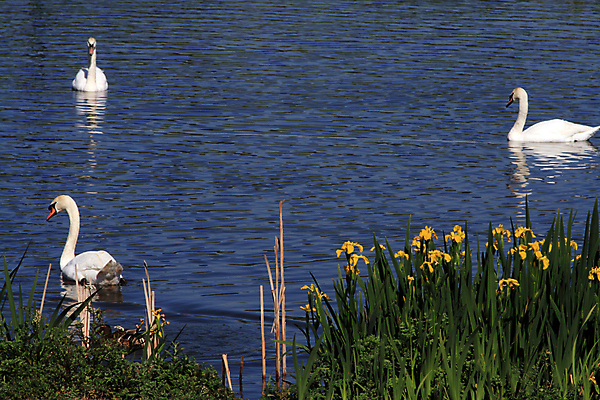 포토 JPG 해외이미지 동물 남자 자연 조류 생물 오리 사람없음 옆모습 물 뷰티 흰색 닫기 묘사 그림 부리 백조 거위 계산서 벙어리 해외포토 자연요소 뷰포인트 컬러 모션 사람 생태계 파일형식 이미지허브