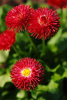 포토 JPG 해외이미지 식물 계절 꽃잎 꽃 분홍색 꽃무늬 밭 자연 초원 사람없음 초록색 여름 파란색 컬러풀 뷰티 농장 환경 정원 맑음 보라색 봄 벚꽃 시골 신선 닫기 제비꽃 데이지 내추럴 해외포토 컬러 무늬 농업 모션 날씨 생태계 파일형식 이미지허브