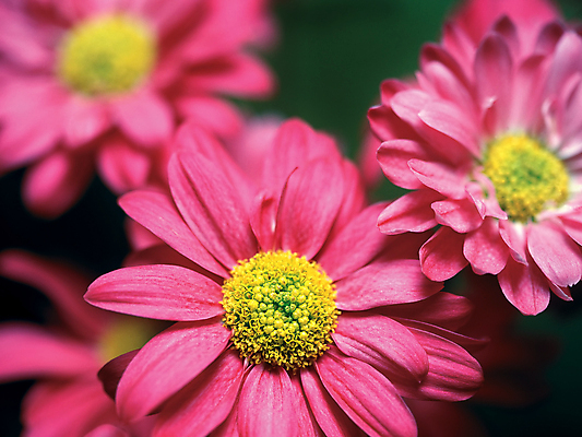 포토 JPG 해외이미지 식물 꽃잎 꽃 분홍색 꽃다발 결혼 백그라운드 꽃무늬 자연 발렌타인데이 선물 사람없음 초록색 컬러풀 뷰티 정원 봄 벚꽃 신선 개화 닫기 꽃집 거베라 블러 해외포토 계절 컬러 무늬 모션 데이이벤트 이벤트 상점 생태계 파일형식 이미지허브