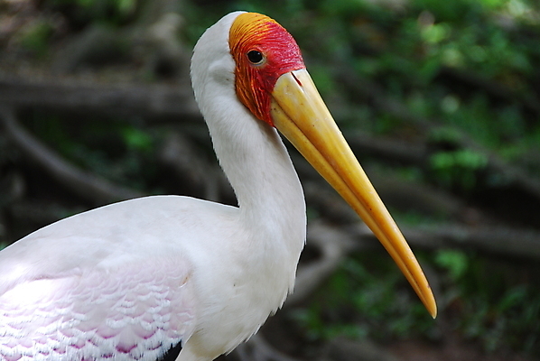 포토 JPG 해외이미지 야생동물 조류 동물원 사람없음 깃털 부리 동물상 황새 해외포토 동물 조형물 파일형식 이미지허브