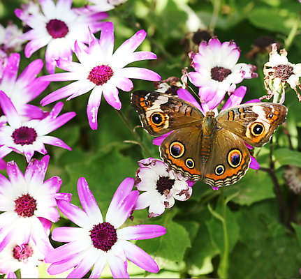 포토 JPG 해외이미지 나비 곤충 날개 자연 안테나 사람없음 야외 평화 정원 원예 변태 해외포토 동물 컨셉 통신 취미 생태계 파일형식 이미지허브