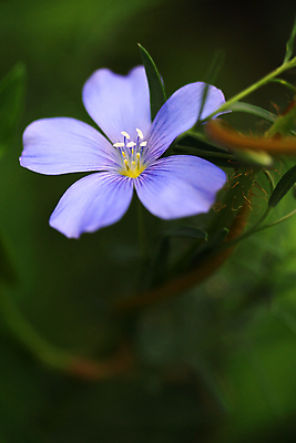 포토 JPG 해외이미지 식물 꽃잎 꽃 사람없음 초록색 파란색 뷰티 정원 들꽃 원예 부드러움 알래스카 꽃수술 아마 해외포토 컬러 취미 미국 감각 파일형식 이미지허브