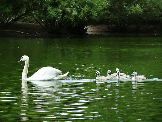 포토 JPG 해외이미지 주간 호수 새끼 여러마리 사람없음 야외 백조 해외포토 자연요소 동물 다수 조류 파일형식 이미지허브