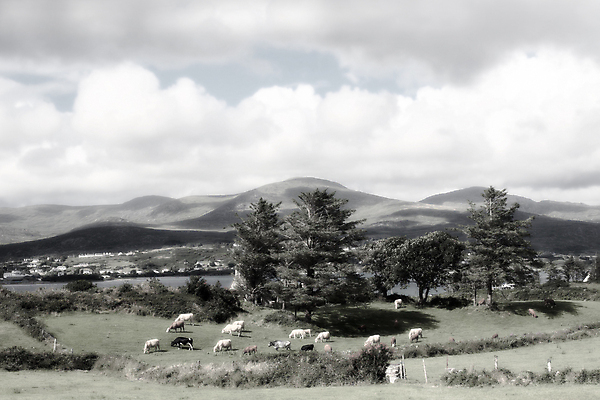 포토 JPG 해외이미지 동물 섬 여행 밭 농업 포유류 자연 하늘 산 사람없음 초록색 파란색 햇빛 농장 농경지 마을 환경 맑음 가축 목장 우유 시골 소 양치기 군중 숲 땅 언덕 아일랜드 타운 밭일 찰과상 해외포토 직업 유럽 산업 컬러 날씨 유제품 사람 태양 도시 상처 생태계 파일형식 이미지허브